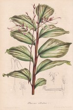 stalkgrass Pharus botanical