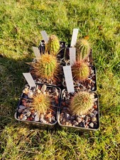 6x TH-Hybriden - Paket