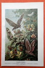 Europäische Nachtfalter