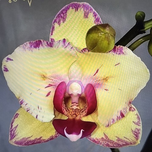 Phaleanopsis smily boy - phaleanopsis,