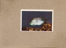 Fisch Bild, WS-Verlag Wanne-Eickel,1962 (14