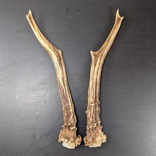 Rehgeweih Paar vom Rehbock