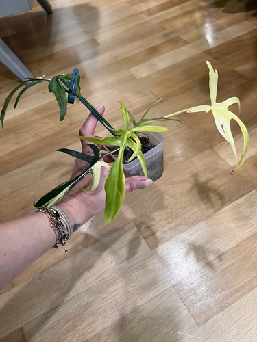 Philodendron florida beauty - philodendron,