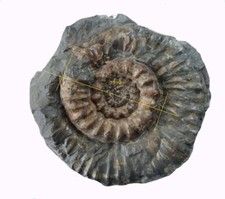 Lias, Cephalopode, Xipheroceras dudressieri  D´Orbigny