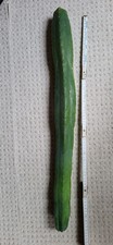 San petro kaktus - petro, pachanoi,