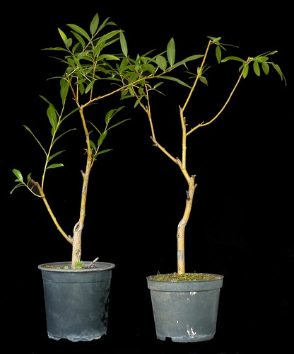 Bonsai weiden salix 65 - weiden,