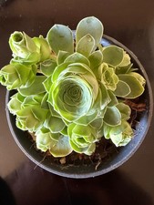 Aeonium aureum sukkulente - -,