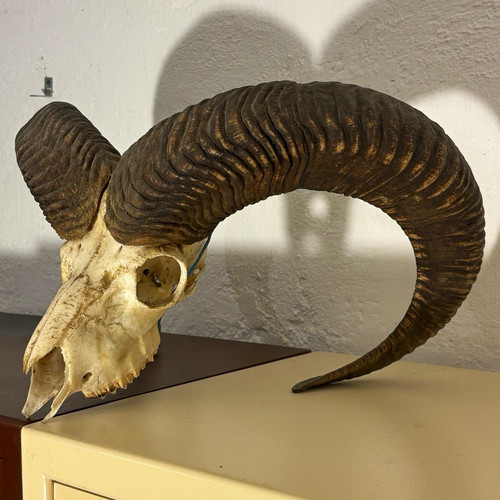 Massiver mufflon schädel - massiver,