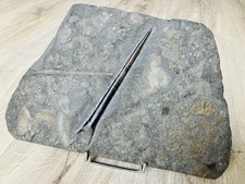 Belemnit - Holzmaden - Schiefer *Top