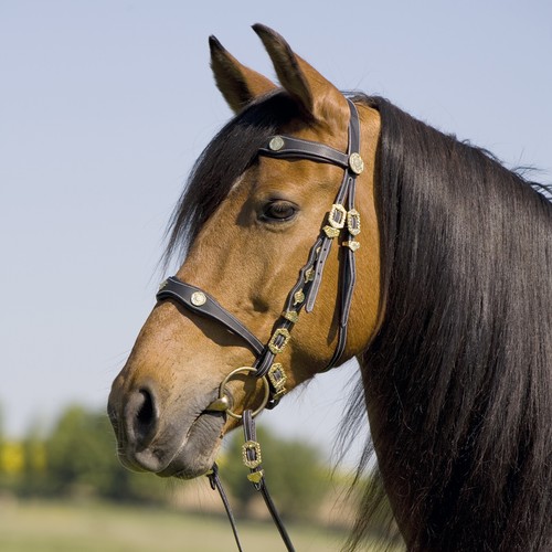 Kieffer spanischer trensenzaum - spanischer,