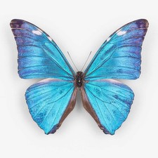 Morpho adonis major - morpho,