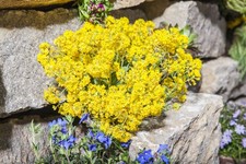 Alyssum saxatile, Steinkraut
