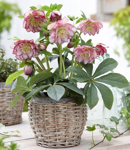 Baldur garten christrose - baldur,