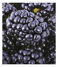 Brombeeren 'Big Max  XXL'®, 1 Pflanze, Rubus fruticosus