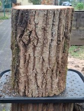 Hauklotz EICHE Natur Höhe ca 39 cm Durchm. 29 cm massiv DEKO Baumstamm Pilzzucht