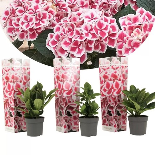 Hortensie bicolor camilla - 3x,