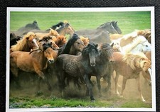 Pferdepostkarte, AK Pferde