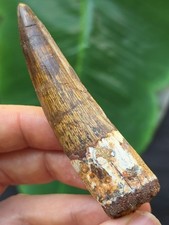 7,8 cm dunkler Zahn des Spinosaurus - Dinosaurier Fossil Zahn