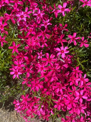 Pflanze/Blume/Staude