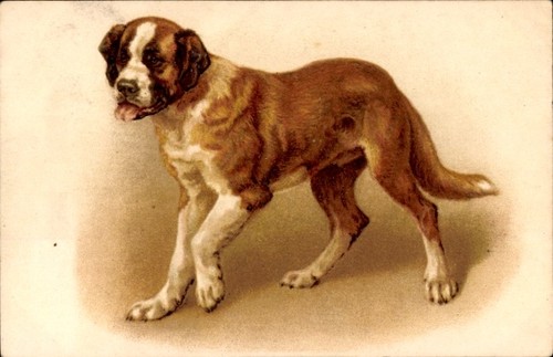 Litho hund bernhardiner - hund,,