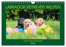 Labrador retriever welpen - labrador,