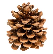 NaDeco Große Pinienzapfen