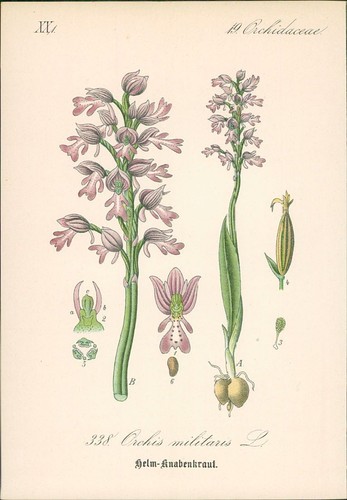 Chromolithographie - ,
