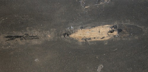 Lias phragmoteuthis - phragmoteuthis, sp