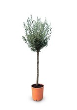 Sunny Tree - Olivenbaum - 10