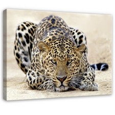 Leinwand Tiger Tier Beige