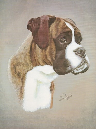Druck eines boxerhundes - druck,