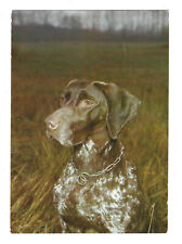 DDR  Motiv   Postkarte   "  Deutsch Kurzhaar  "   ungelaufen