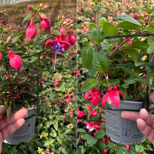 Fuchsien hängend farben - fuchsien,