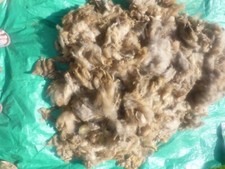 Rohwolle , Schafwolle, BIO-zertifiziert, Langzeitdünger, Schneckenabwehr, 1kg