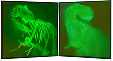 3D Hologramm Holographie 2-Phasen-Bild, T-Rex Dinosaurier, Vintage 80/90er Jahre