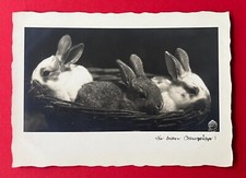 Walter Hahn Foto AK OSTERN Nr. 8957 um 1938 Osterhasen Hasen   ( 141673