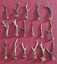 17 Abwurfstangen vom  Rehbock