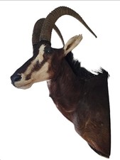 Sabel Afrika Antilope Jagd