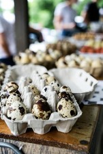 Wachtel Bruteier, Bunt