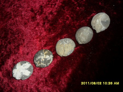 Fossilien-Seeigel-Echinocorys
