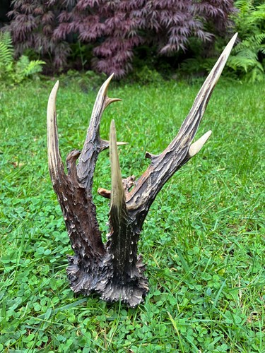 Martonvásár bock - bock, (ungarn)