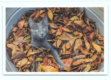 1 AK Katze 41° - NEU !!! #