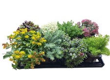 Gartenpflanzen Sedum Mauerpfeffer Set mit 8 verschiedenen Züchtersorten