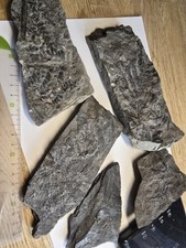 5 Stück Pflanzenfossilien Süddeutschland 