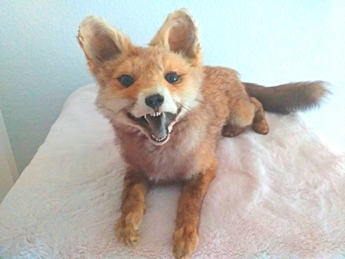 Rotfuchs echtfell - rotfuchs,,