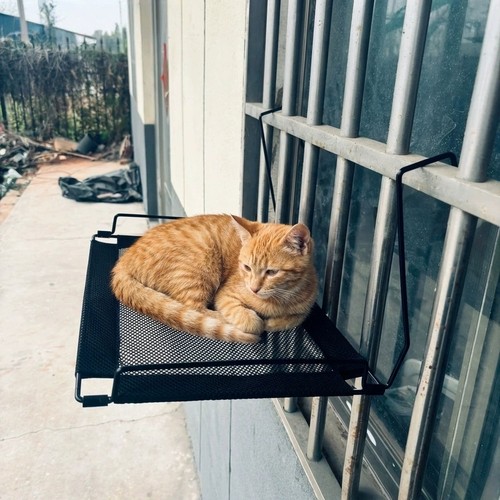Premium fensterplatz katzen - premium,
