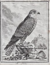 Falke Falken falcon birds