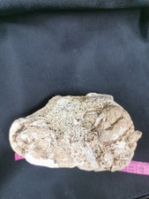 Fossilien in einem