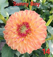 Premium Dahlien Samen 8. V. Sorten je Sorte 4 Sa. = 32 Sam = 15 € Inclu Versand