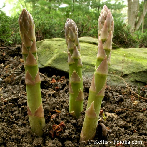 Spargel grün - 🔥,